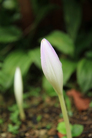 a0222494_20143381.jpg