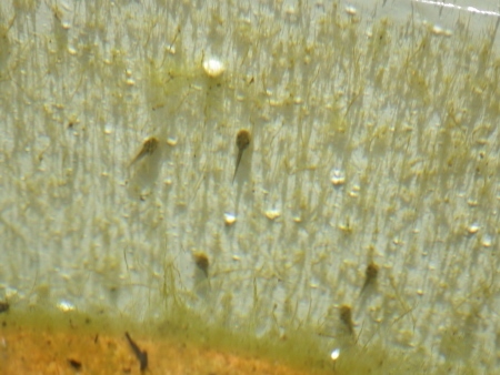 a0125598_22424137.jpg