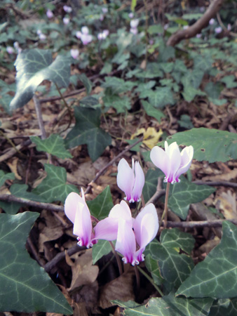 f0234936_2153425.jpg