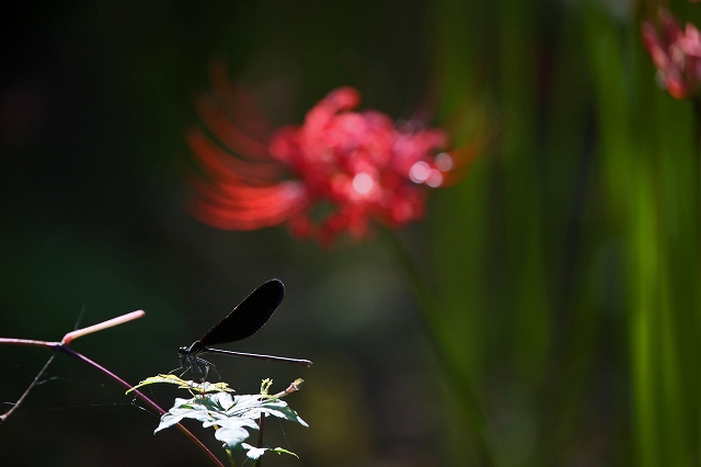 a0242438_1853115.jpg