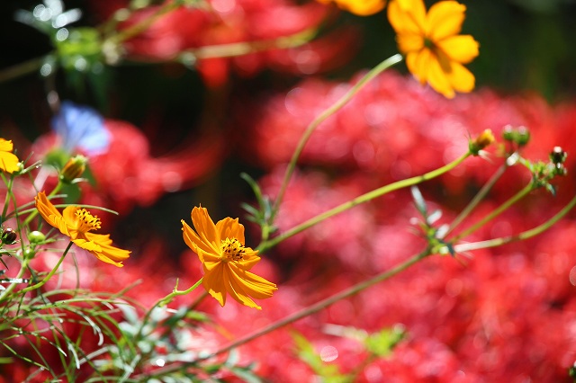 a0242438_18563326.jpg