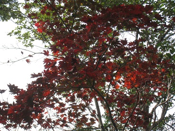 c0077338_6192761.jpg