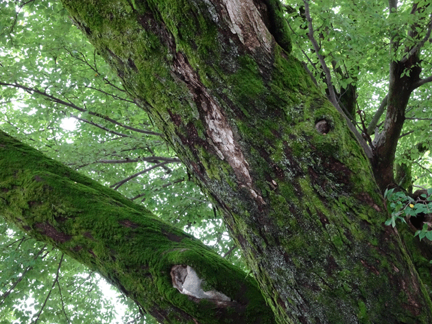 e0346064_184749100.gif