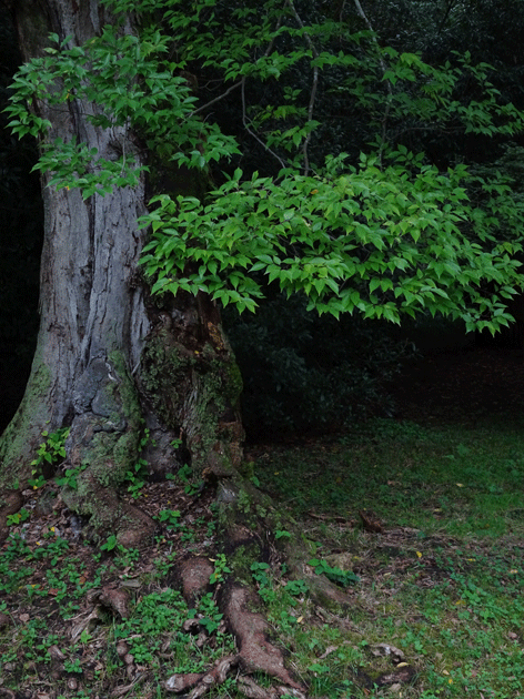 e0346064_1848173.gif