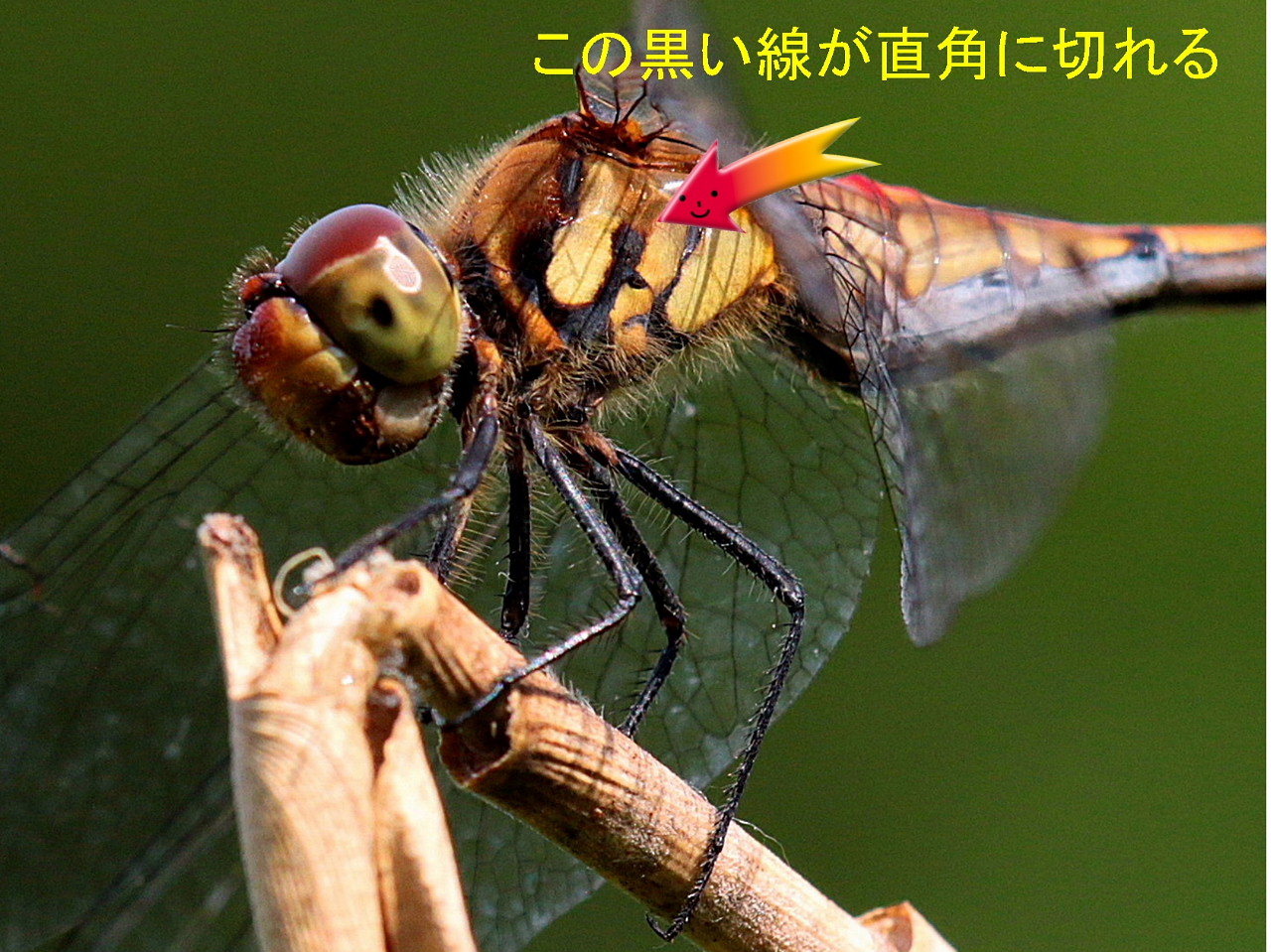 c0305565_18154466.jpg