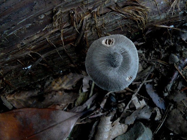 d0019074_8543192.jpg