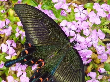 a0125598_22331836.jpg
