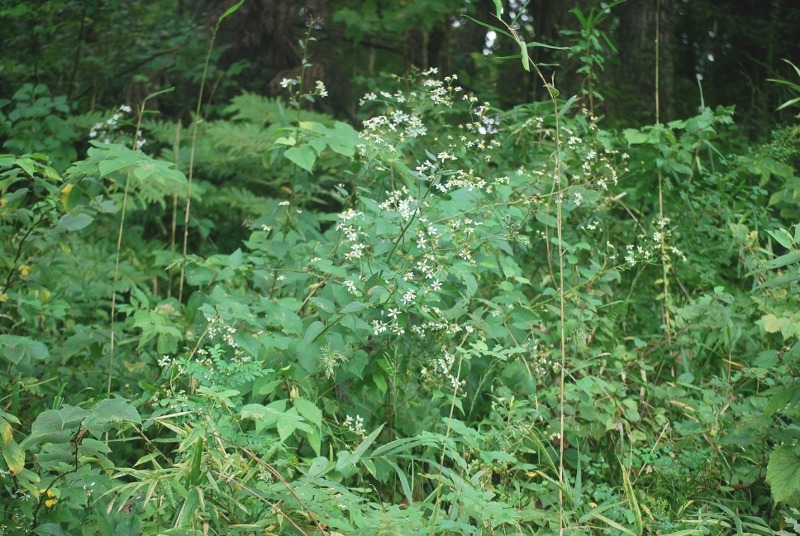 e0025300_1840351.jpg