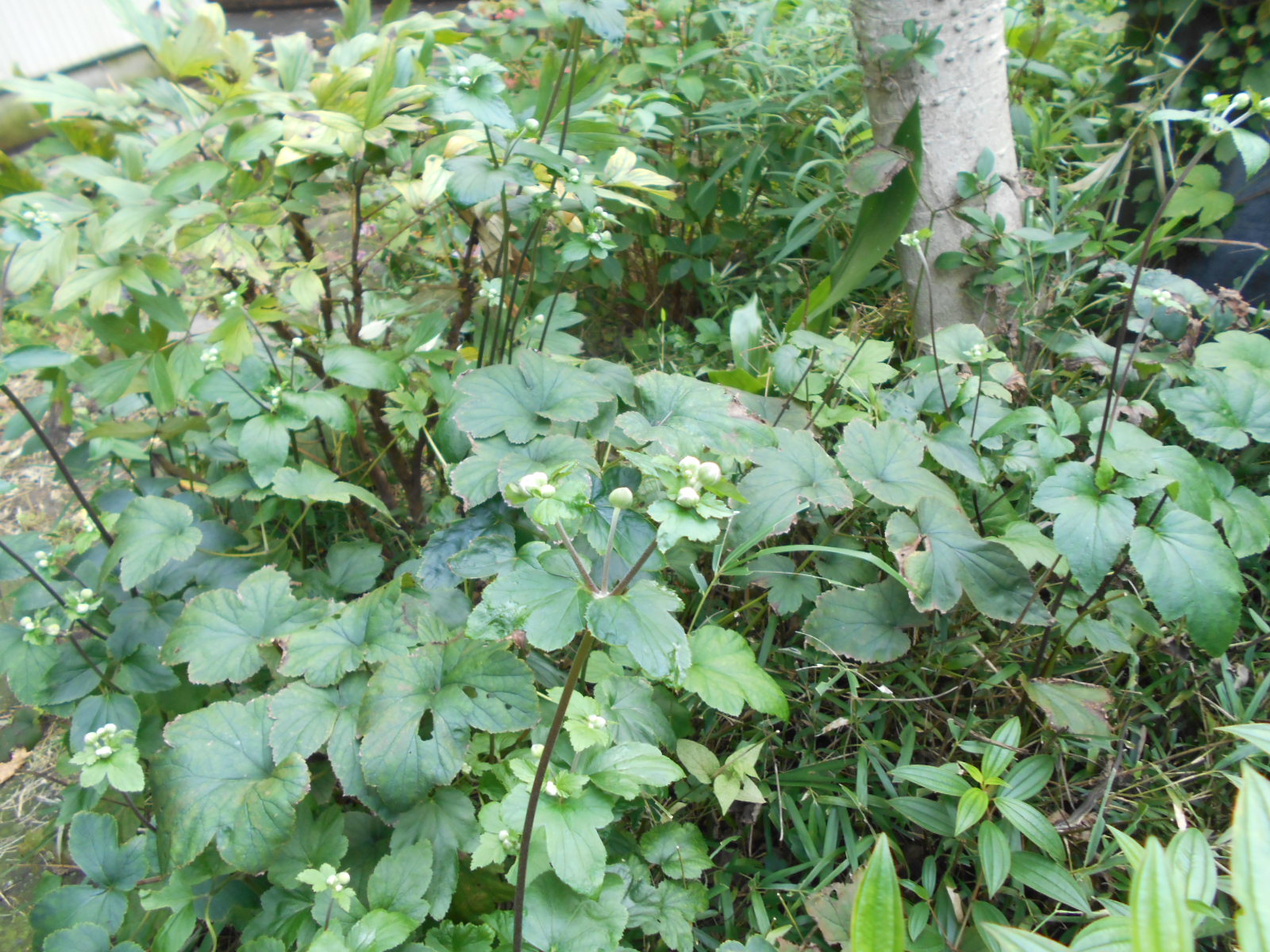 f0083803_1832446.jpg