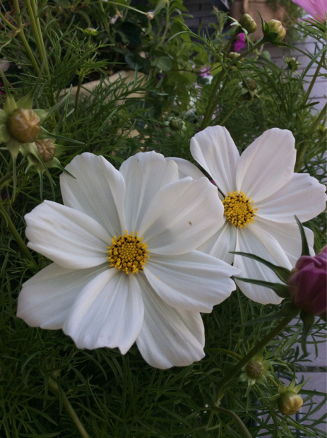 c0103830_15363697.jpg