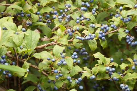 f0118332_11274870.jpg