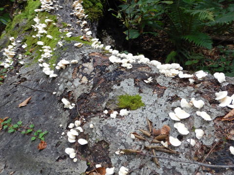 f0118332_11292521.jpg