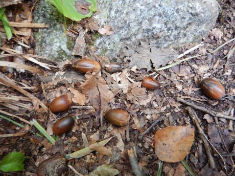 f0118332_11303195.jpg