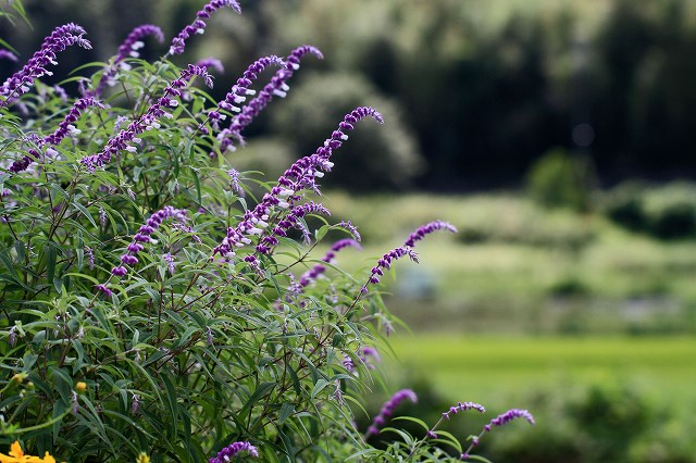 a0242438_19214193.jpg