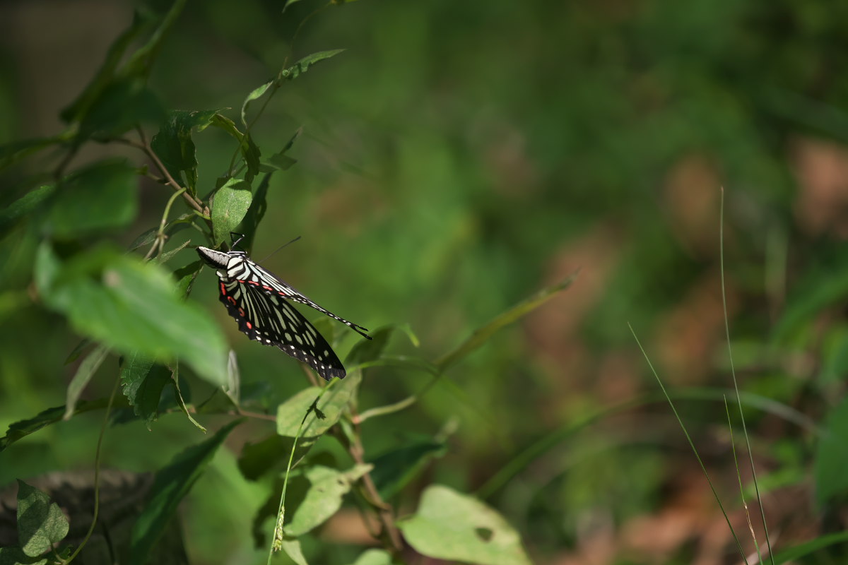 a0083081_1545457.jpg