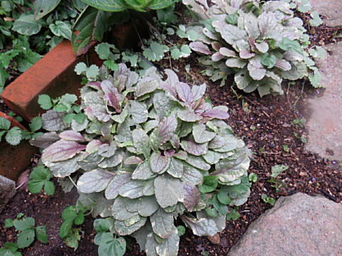 d0046702_5402591.jpg
