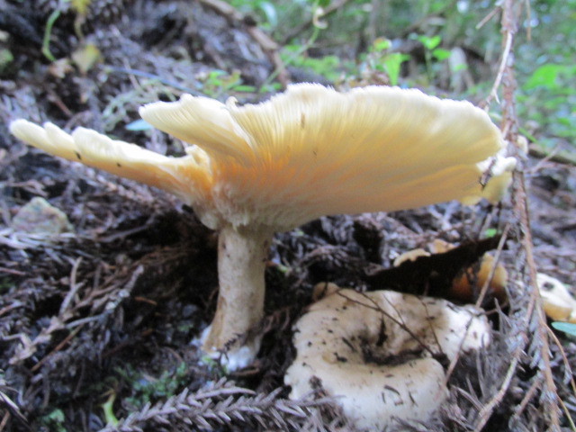 f0341616_17402454.jpg