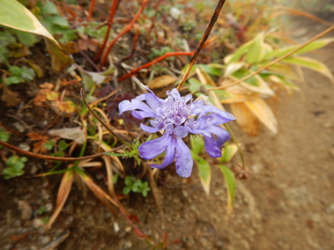 f0118332_00371041.jpg