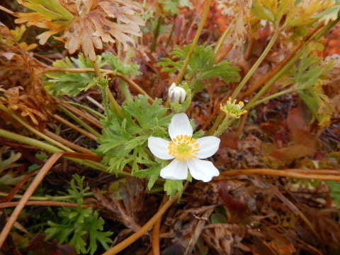 f0118332_00374604.jpg