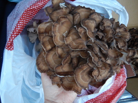 f0118332_11404662.jpg
