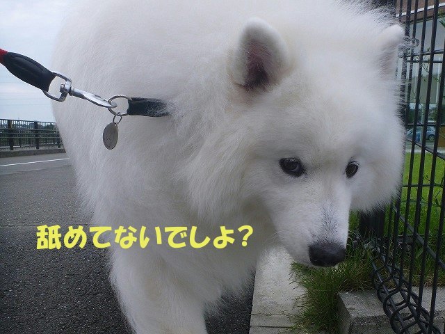 e0176159_12270570.jpg