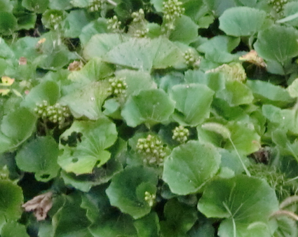 a0234877_9571925.jpg