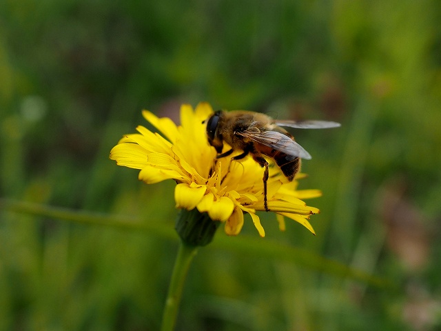 c0183777_938348.jpg