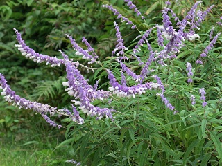 e0130185_14511190.jpg