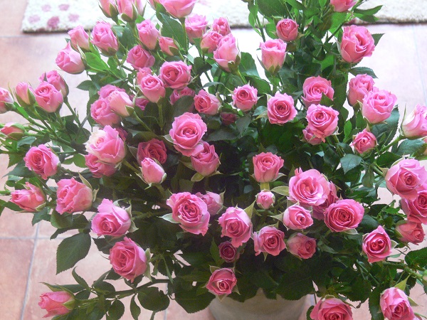 e0140986_1114791.jpg