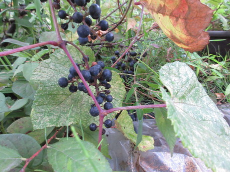 a0203003_203464.jpg