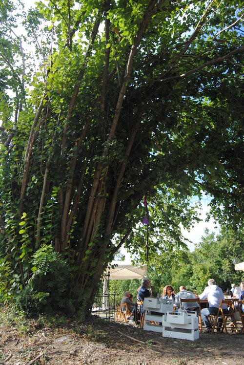b0338818_21323817.jpg