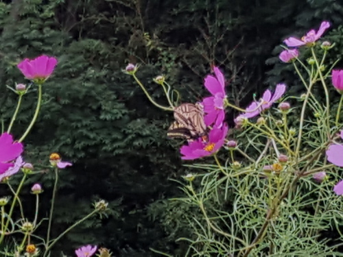e0016828_11305583.jpg