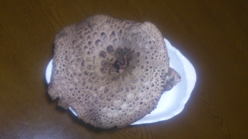 c0300035_9424713.jpg