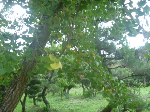 b0246036_15334665.jpg