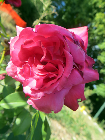 f0234936_539253.jpg