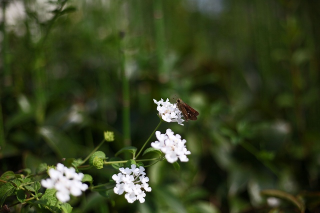 a0242438_18525616.jpg