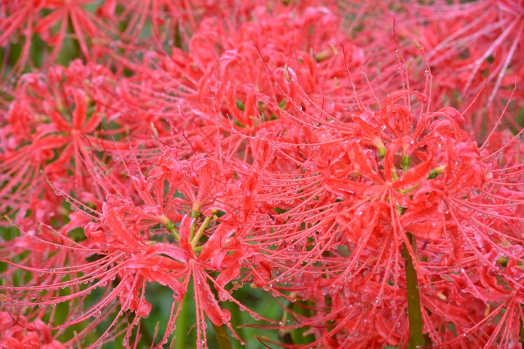 b0243152_12471625.jpg