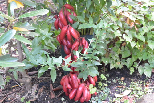 e0151566_2217159.jpg