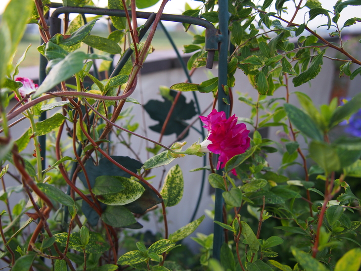 b0194267_22123224.jpg