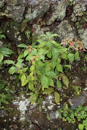 e0209997_1414297.jpg