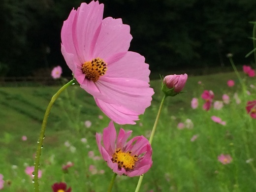 f0201297_16020094.jpg