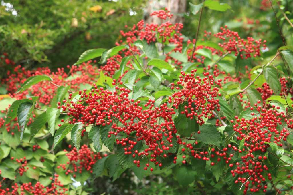 a0188405_17010427.jpg