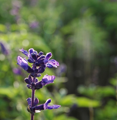 c0247614_833321.jpg
