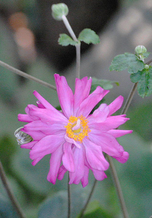 a0001354_2253090.gif