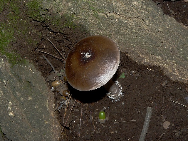 d0019074_1131458.jpg