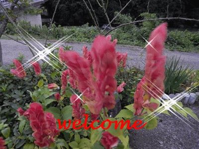 c0361298_23172748.gif