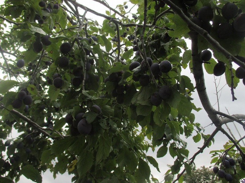 f0202703_20242889.jpg