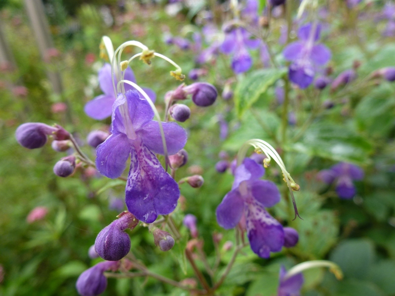 c0042418_8103963.jpg