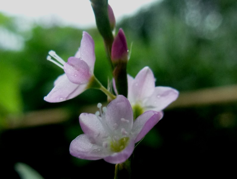 c0042418_810747.jpg
