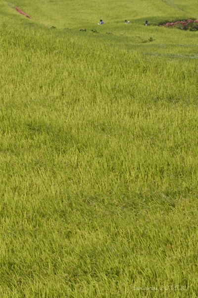 a0212036_20322054.jpg